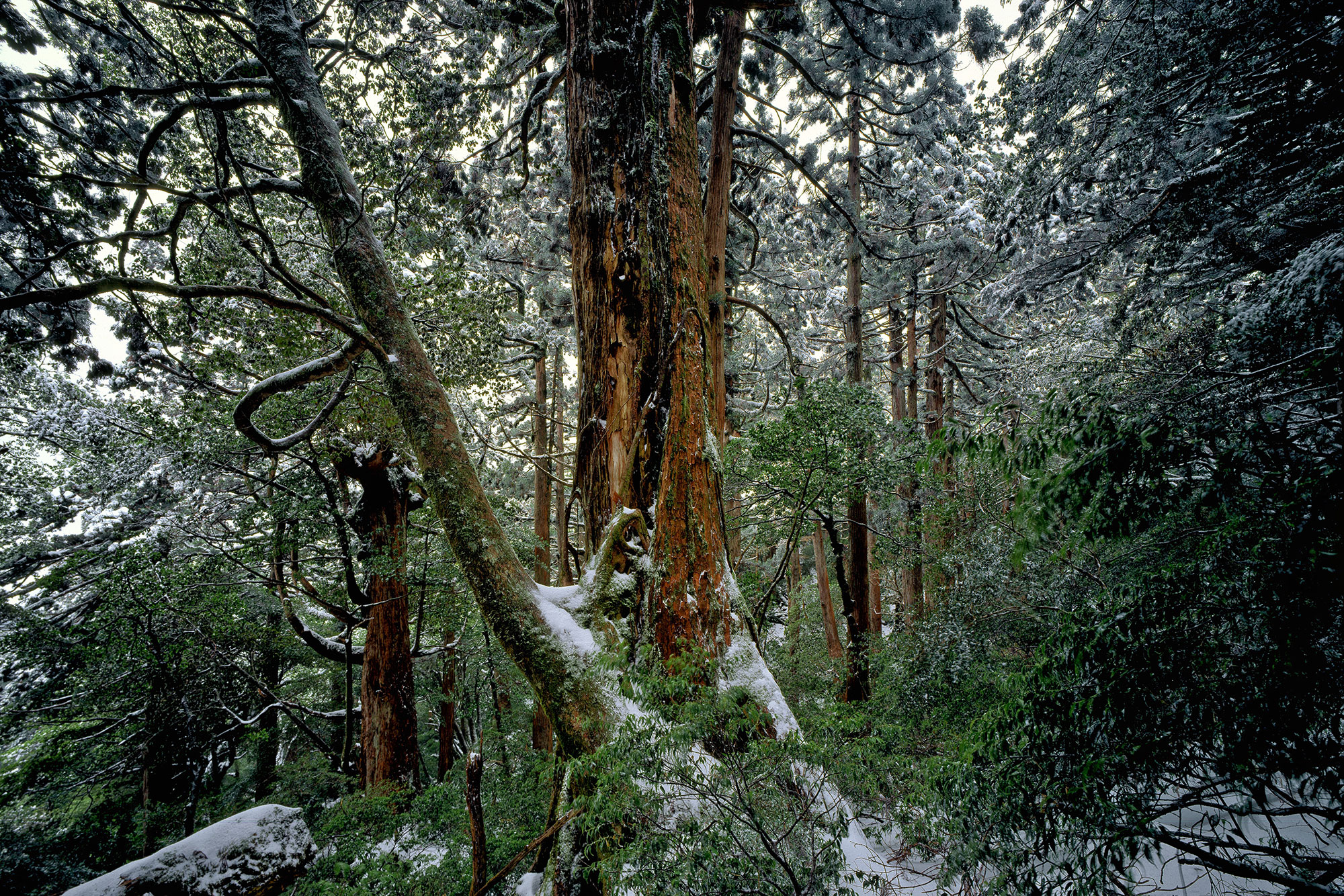 Cedar forest