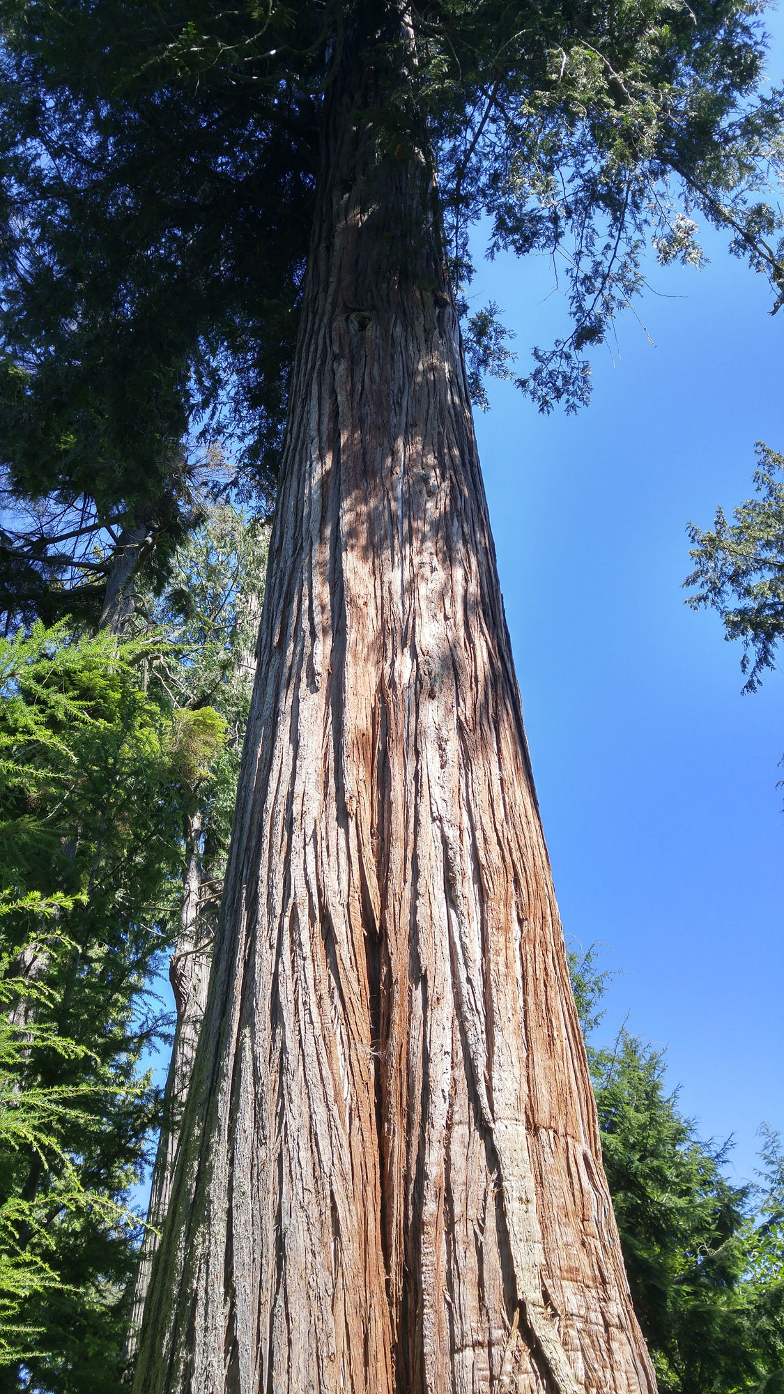 Giant Douglas Fir Tree