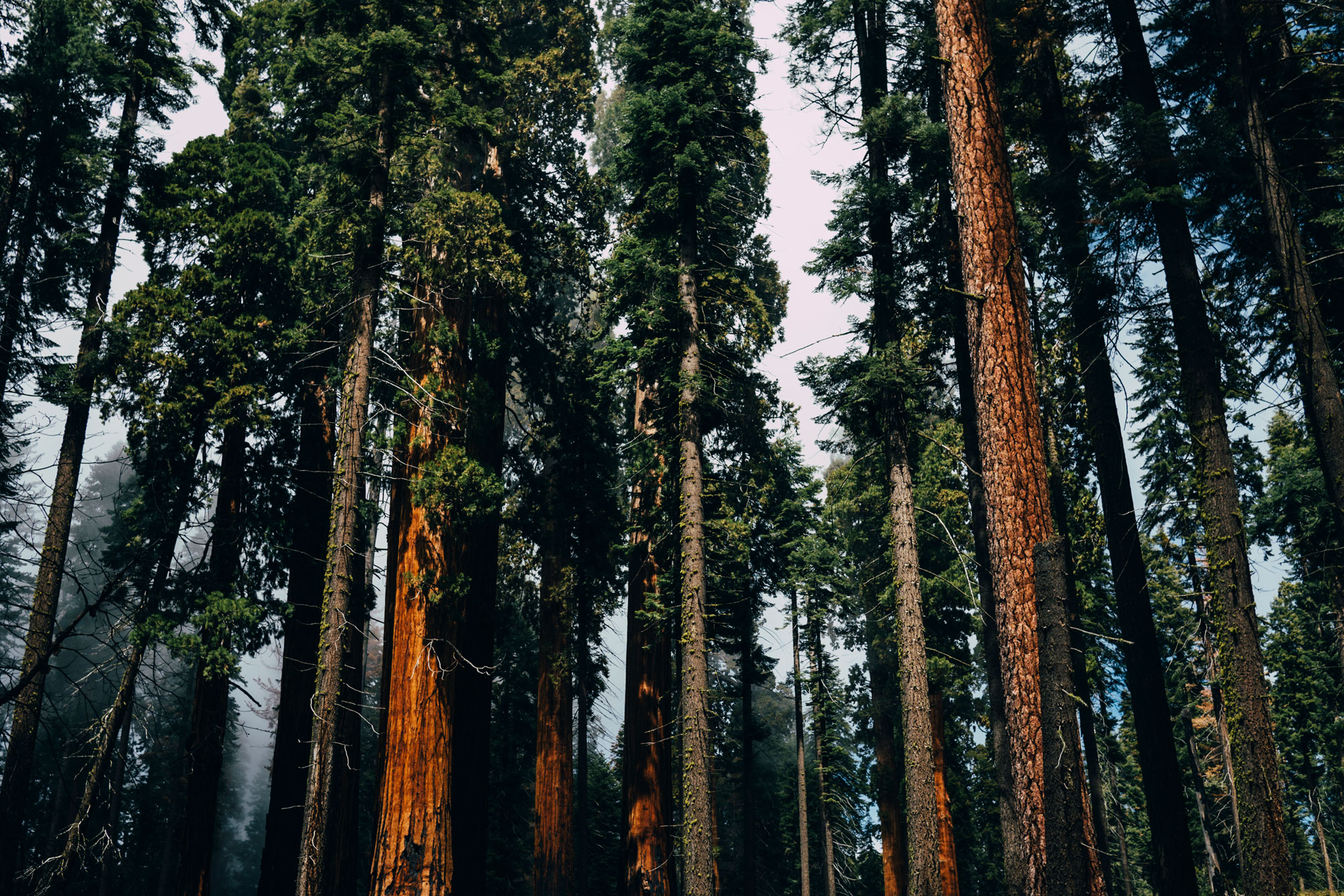 Douglas Fir forest