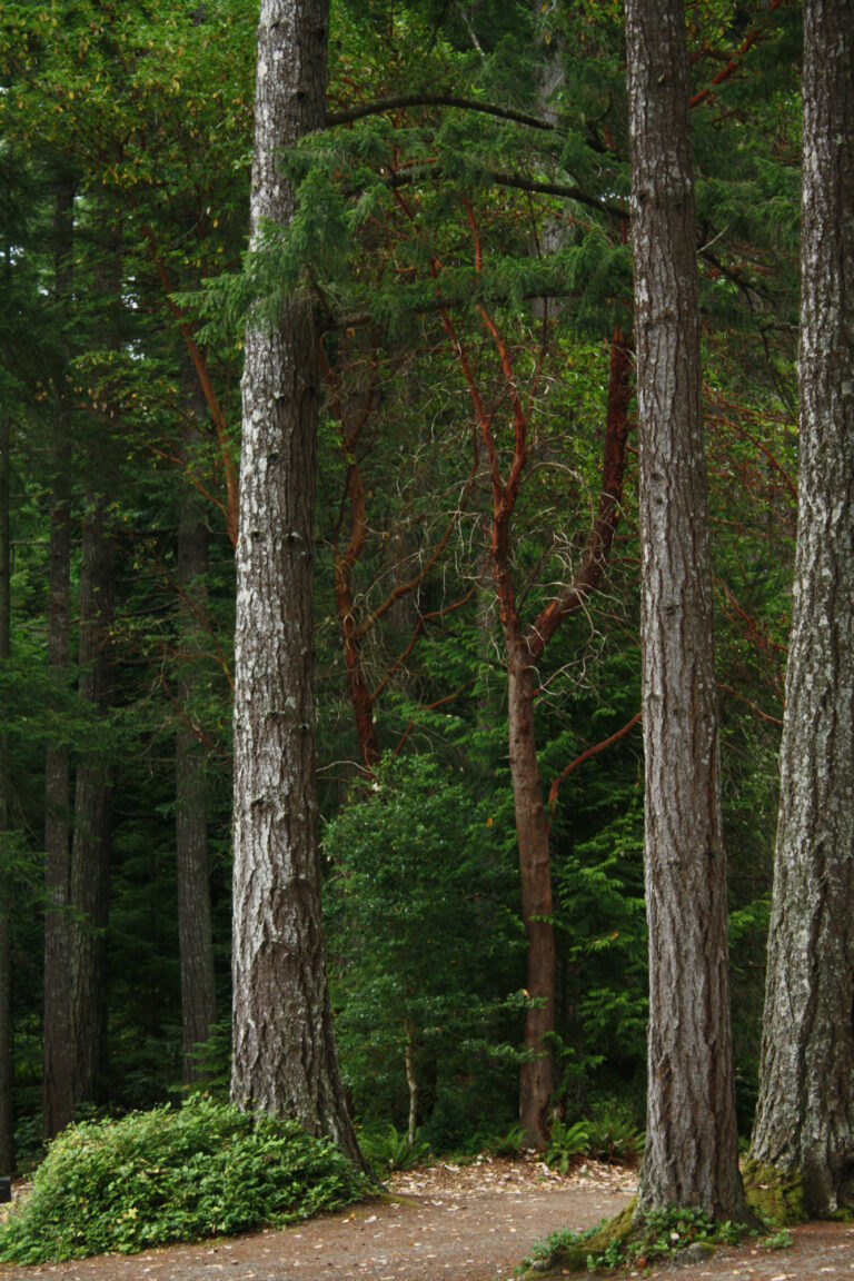 Douglas Fir forest